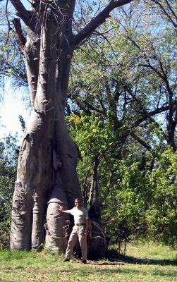 The baobab tree in camp
