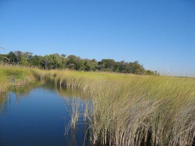grasses and delta waterway