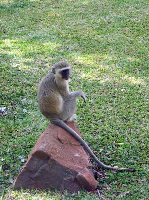 Vervet monkeys all around!
