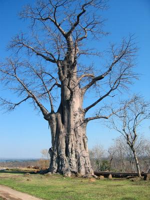 The baobab (as in the Little Prince)