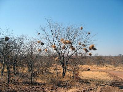 Weaver nests (only on the north side)