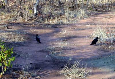 African crows