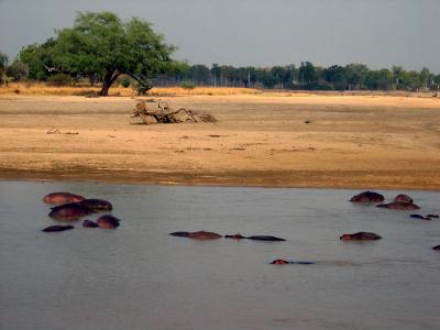 Hippos in the river!