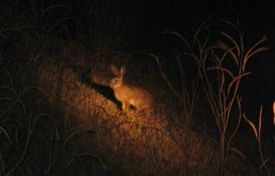 A night view of a bush hare