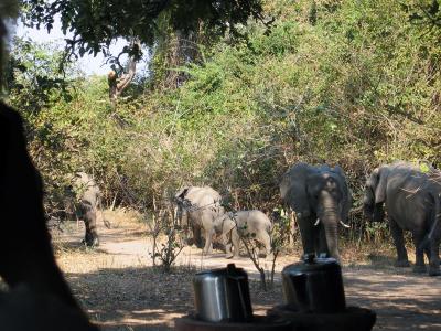 Elephants arrive in camp!