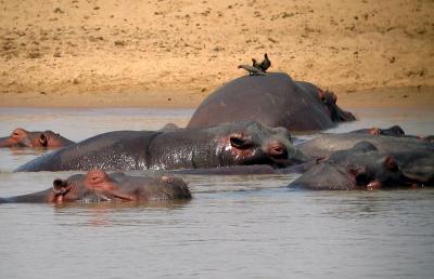 Hippos with ox peckers aboard