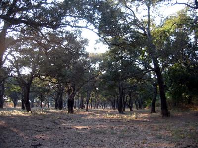 Ebony forest