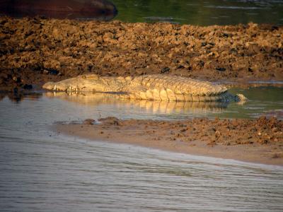 Another huge crocodile