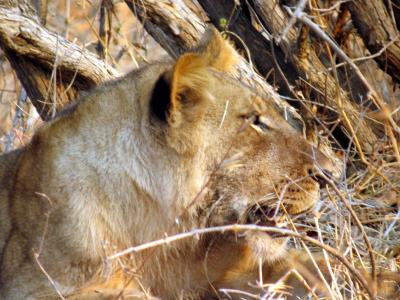 Lioness at a buffalo kill