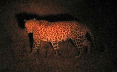 The leopard we saw at night ...