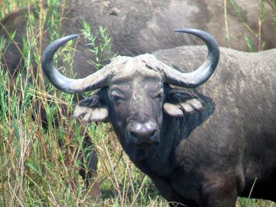 50's hairstyle on the buffalo