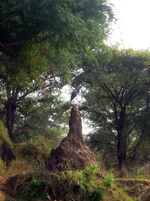 Termite mound with Goliath heron on top