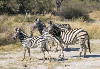 Zebra family (for Kathryn)