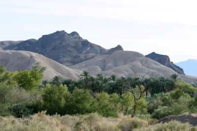 Date trees against sand hills