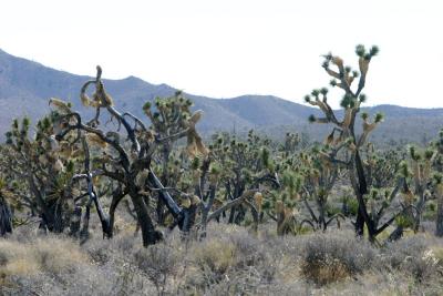 Joshua trees between Nipton and Searchlight