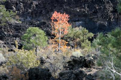 The trees are stating to change