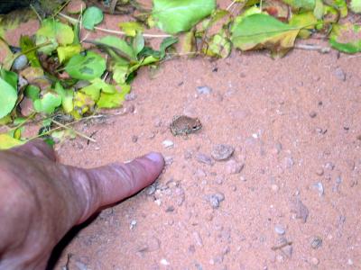 Frog!