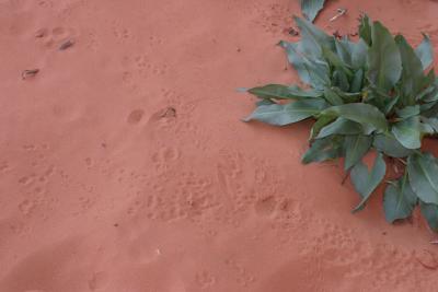 Animal prints in the sand!