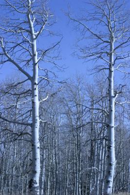 The aspens have lots all their leaves this year
