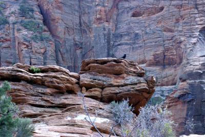 We were visted by a raven