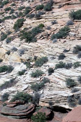 Mountain goats on the hillside