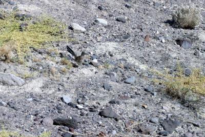 And a road runner