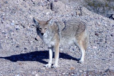 We saw an adorable coyote!