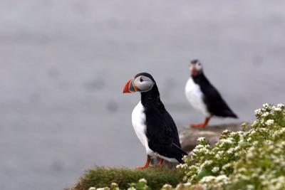 Atlantic Puffins