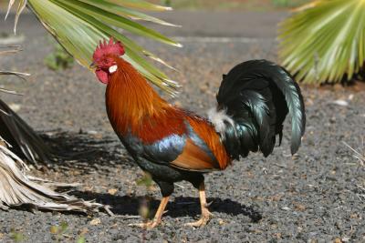 'Asphalt Jungle Fowl'