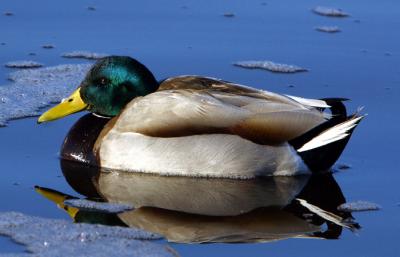 'Just a Mallard'