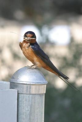 Barn Swallow