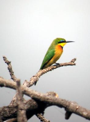Little Bee-Eater