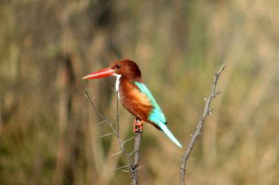White-Throated Kingfisher