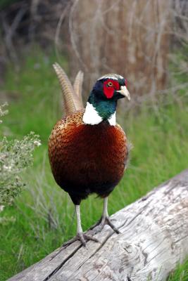Ring-necked Pheasant