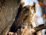 Collared Scopes Owl