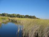 grasses and delta waterway