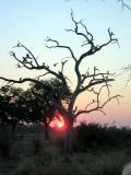 Guinea fowl in tree at dawn
