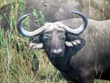 50s hairstyle on the buffalo