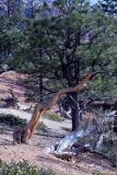 Bryce Canyon trees