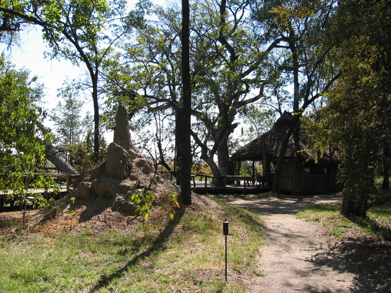 The central termite mound in camp