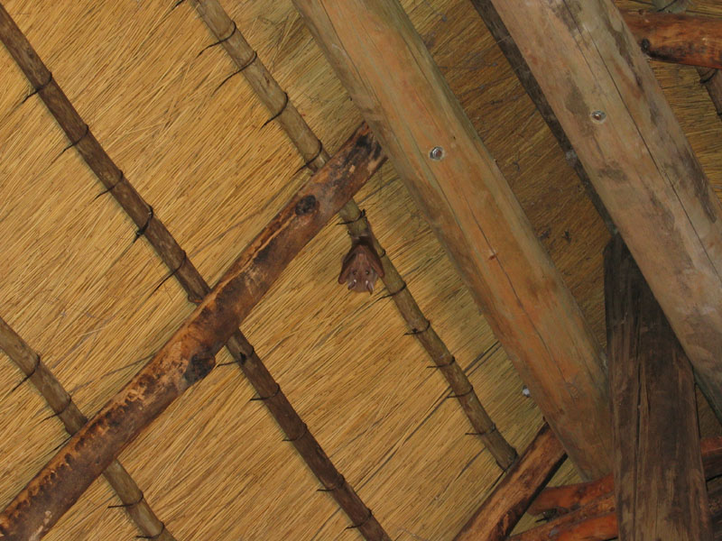 A bat hanging from the ceiling