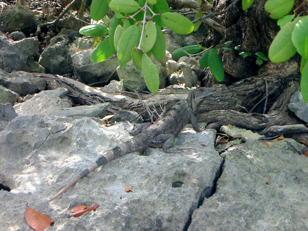 An iguana!