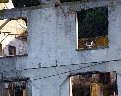 Bird on Alcatraz.jpg