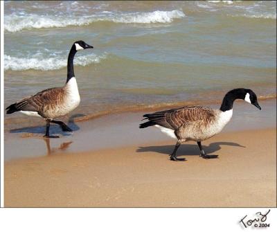 Geese on the Beach