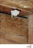Hornet Nest Under Deck