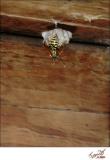 Hornet Nest Under Deck