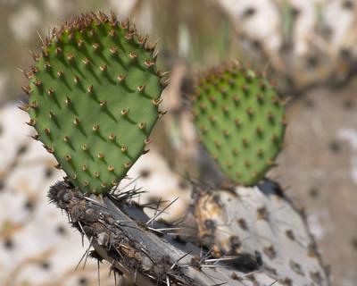 Prickly Pair