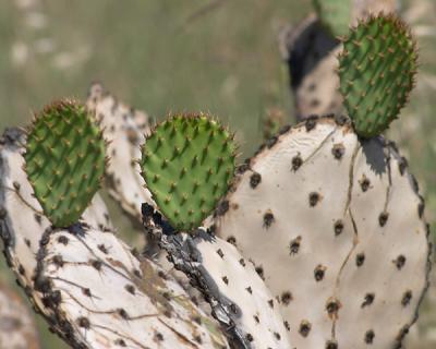 Prickly Trio