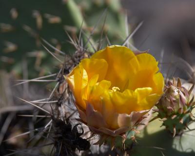 A Crown of Thorns
