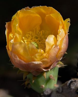 Formal Portrait of a Prickly Blossom